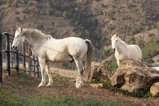 Belos cavalos de unicórnio na natureza