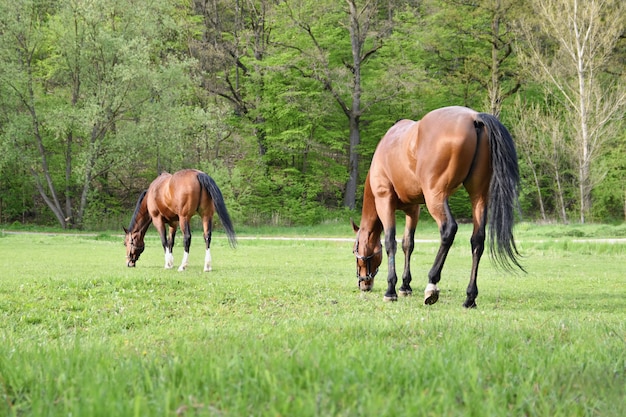 Belos cavalos pastando livremente na natureza.