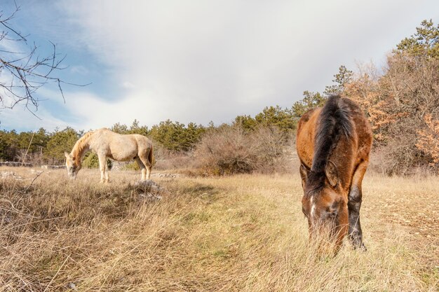 Belos cavalos selvagens na floresta