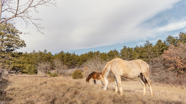 Belos cavalos selvagens na floresta