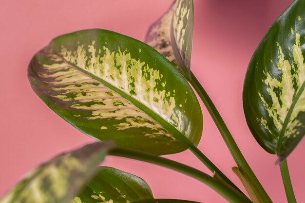 Belos detalhes de plantas bicolores