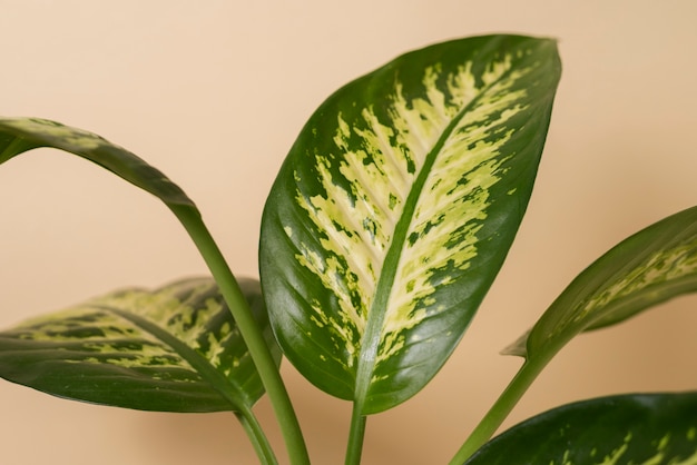 Foto grátis belos detalhes de plantas bicolores