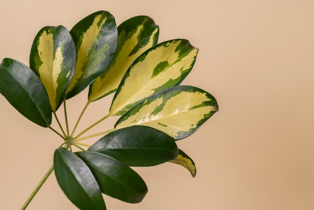 Foto grátis belos detalhes de plantas bicolores