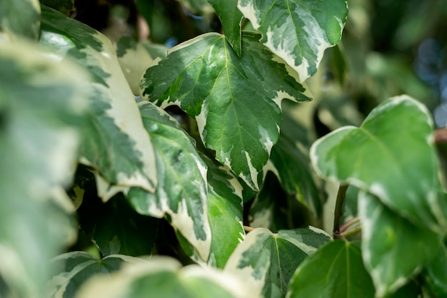 Belos detalhes de plantas bicolores