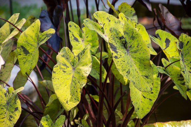 Belos detalhes de plantas bicolores