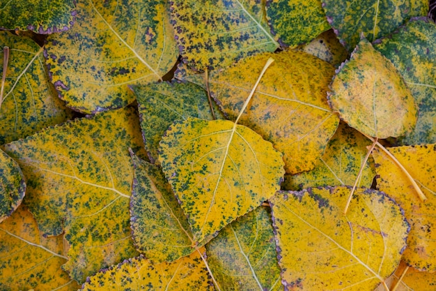 Belos detalhes de plantas bicolores