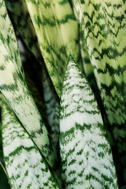 Belos detalhes de plantas bicolores