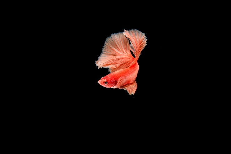 Foto grátis belos e coloridos peixes betta siameses