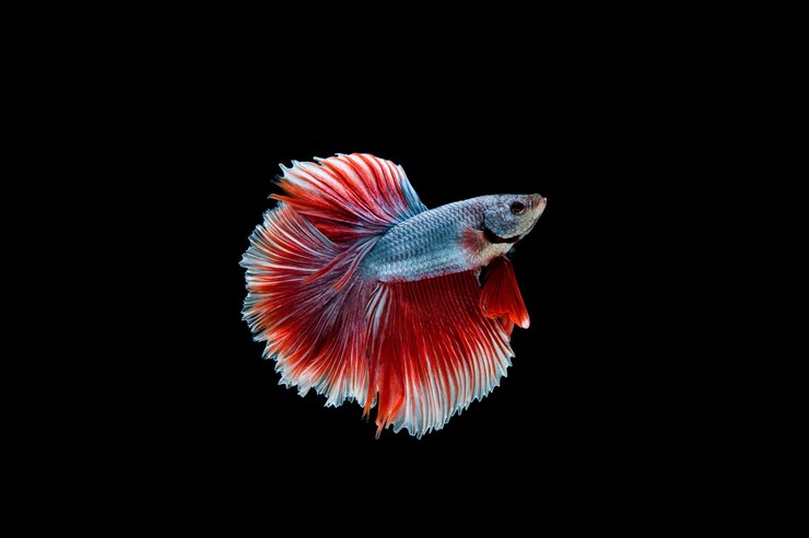 Foto grátis belos e coloridos peixes betta siameses