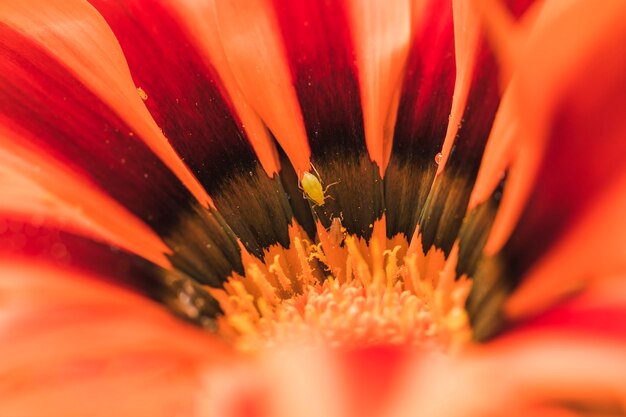 Besouro na maravilhosa flor de laranjeira exótica