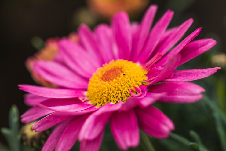 Foto grátis besouro pequeno na flor violeta maravilhosa com centro amarelo