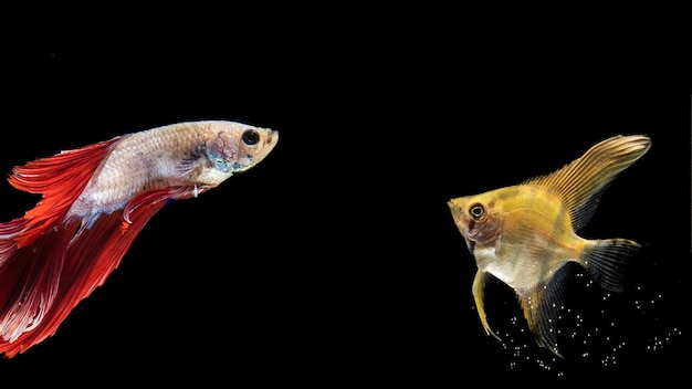 Betta amarelo e vermelho peixes nadando