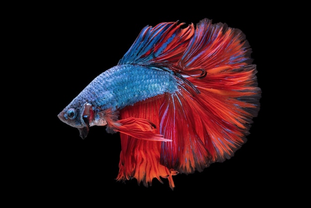 Betta