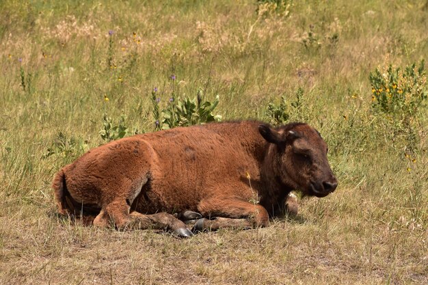 Bezerro de bisão adorável descansando em um campo na zona rural de Dakota do Sul