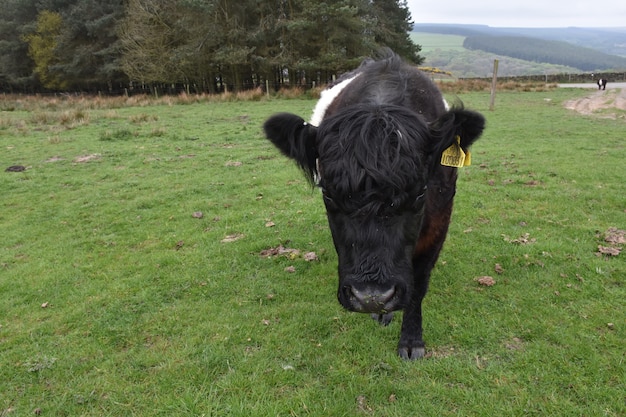 Bezerro de galloway com cinto muito bonito andando em um grande campo gramado.