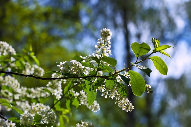 Bird Cherry Branch contra o fundo de borrão