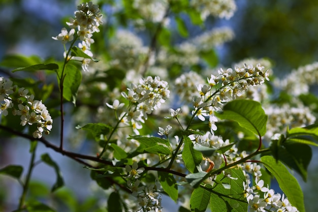 Bird Cherry Flowers