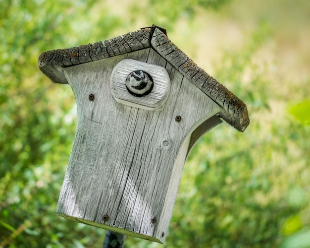 Bird in birdhouse