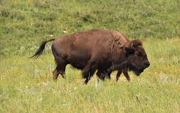 Bisão americano vagando por um grande prado coberto de grama