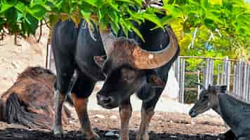 Foto grátis bisão em um zoológico