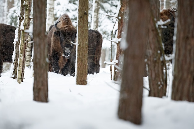 Bisonte europeu na bela floresta branca durante o inverno Bison bonasus