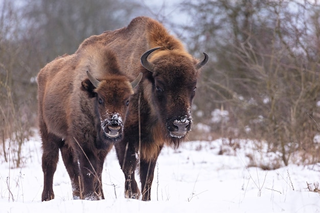 Bisonte europeu na bela floresta branca durante o inverno Bison bonasus