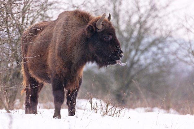 Bisonte europeu na bela floresta branca durante o inverno Bison bonasus