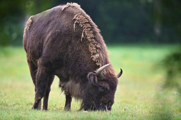 Bisonte europeu na bela floresta branca durante o inverno