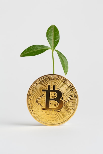 Bitcoin dourado com planta atrás dele
