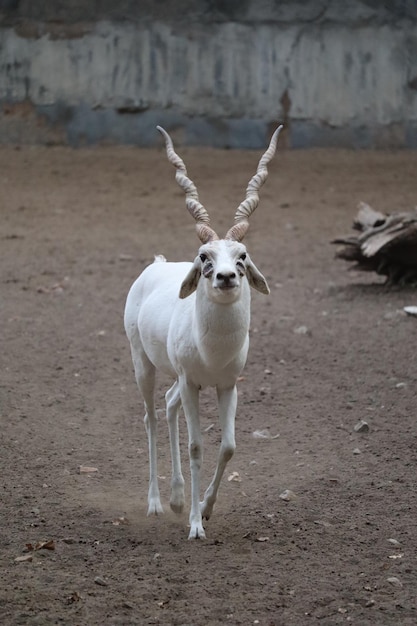 Foto grátis blackbuck albino masculino jovem andando em um zoológico