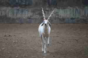 Foto grátis blackbuck albino raro em um zoológico