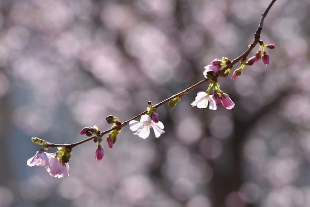 &quot;Blooming branch in springtime&quot;