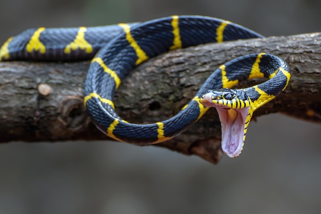 Boiga cobra dendrophila com anéis amarelos Cabeça de Boiga dendrophila animal closeup ataque animal