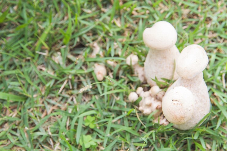 Foto grátis bolete
