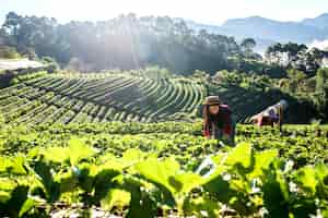 Foto grátis bonito, agricultor, mulher, verificar, moranguinho, fazenda