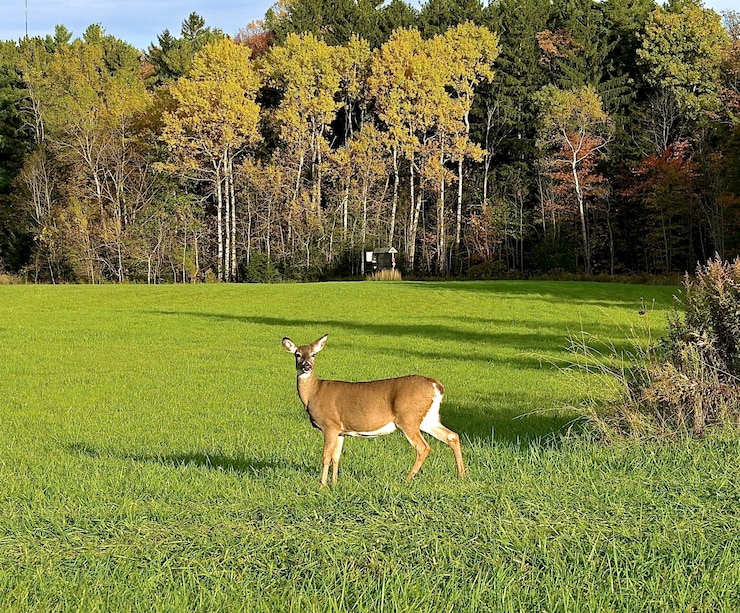 Foto grátis bonito cervo solitário, olhando diretamente para a câmera em um campo verde perto de árvores altas e grossas