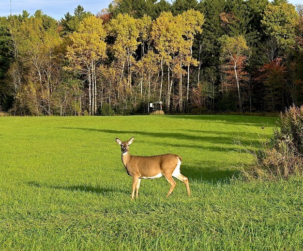 Bonito cervo solitário, olhando diretamente para a câmera em um campo verde perto de árvores altas e grossas