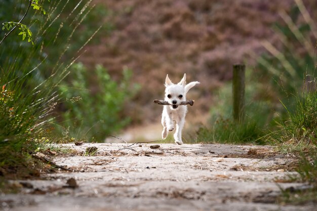 Bonito chihuahua branco correndo na estrada com um pau na boca