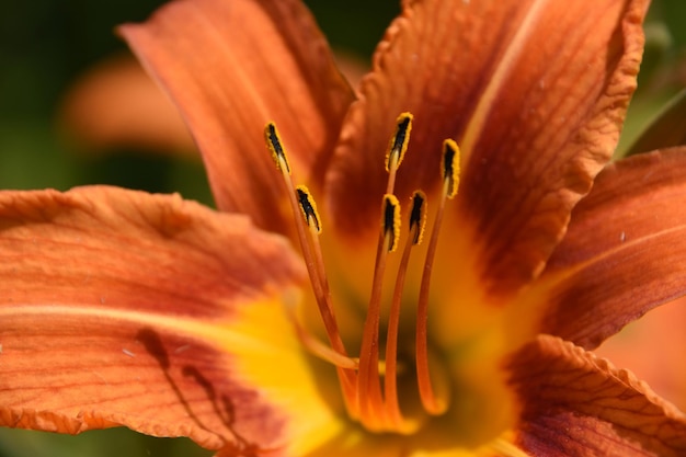 Bonito de perto hemerocallis laranja florescendo e florescendo.