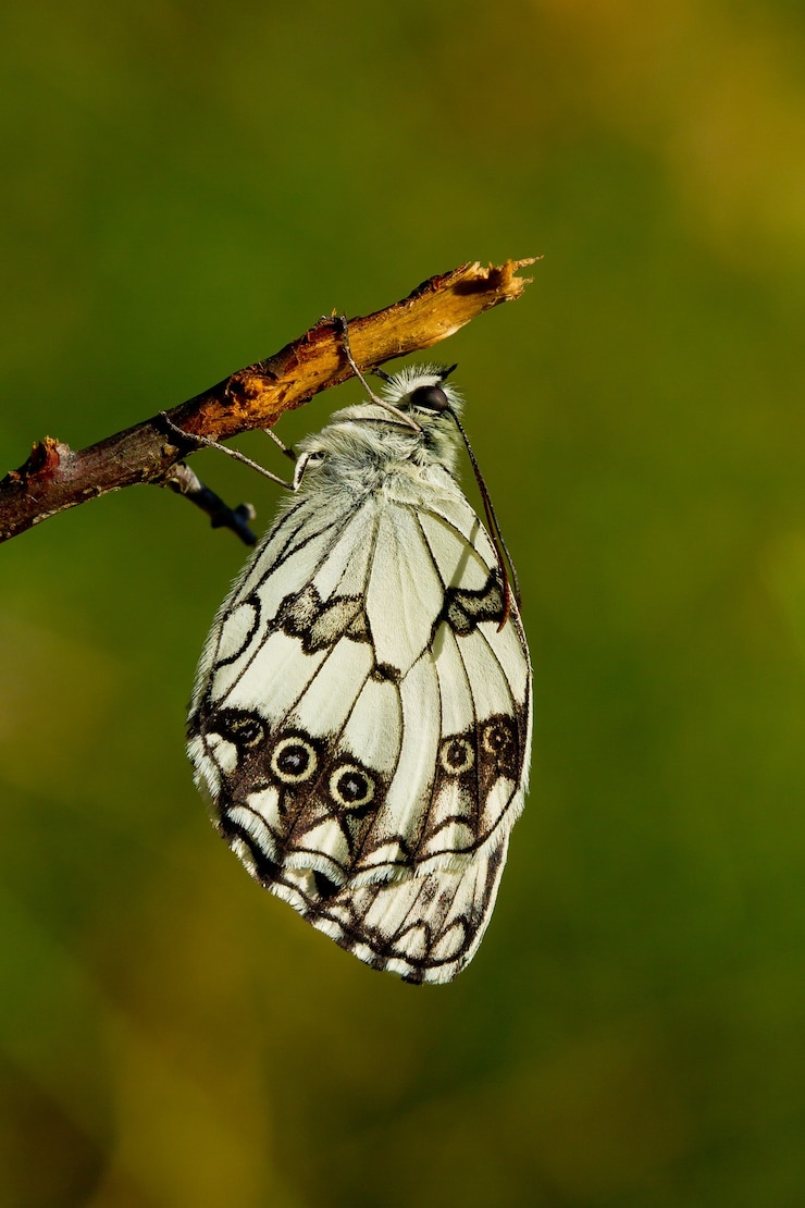 Foto grátis borboleta branca em mármore em um galho de árvore sob a luz do sol com um cenário desfocado