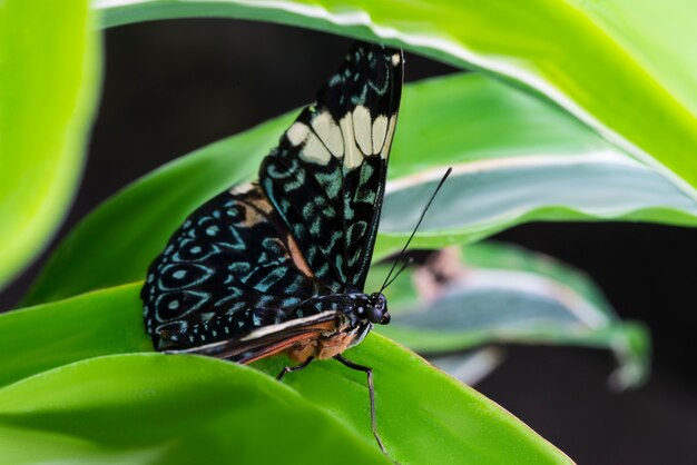 Borboleta colorida majestosa no habitat natural