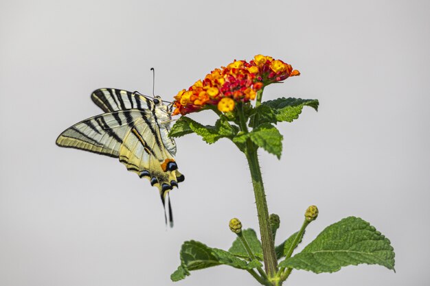 Borboleta colorida sentada em uma flor