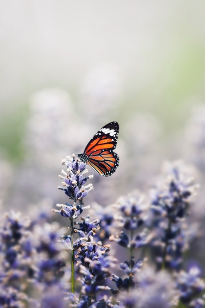 Borboleta em estado selvagem