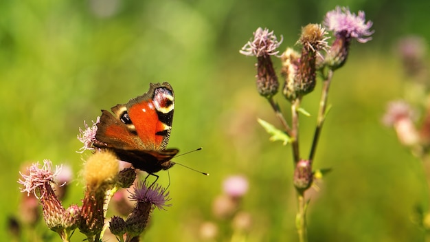 Foto grátis borboleta em flor