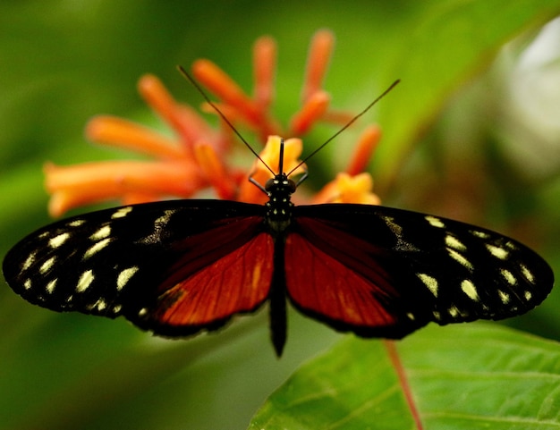 Foto grátis borboleta em uma flor