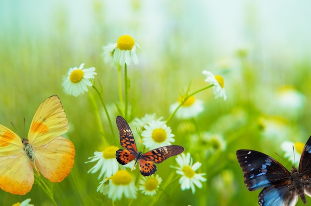 Borboleta em uma margarida