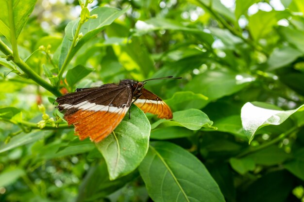 Borboleta marrom, branca e laranja descansando em uma folha