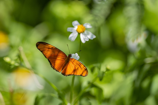 Borboleta marrom e preta empoleirada em flor branca