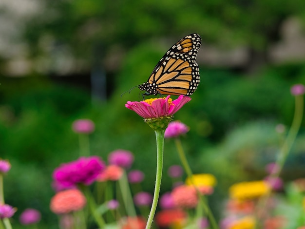 Borboleta-monarca em uma flor rosa em um jardim cercado por vegetação