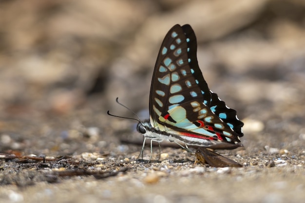 Foto grátis borboleta multicolorida de perto